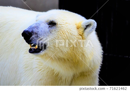Polar bear 2 71621462