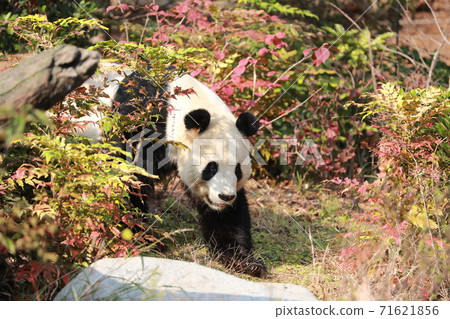 Panda Panda 71621856
