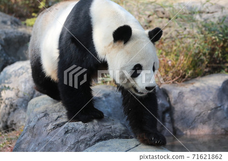 Panda Panda 71621862