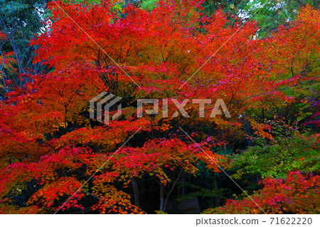 (National Treasure) Chojuji Temple in Konan City, Shiga Prefecture-Autumn leaves in the precincts, seasons, four seasons, autumn leaves [November] 71622220