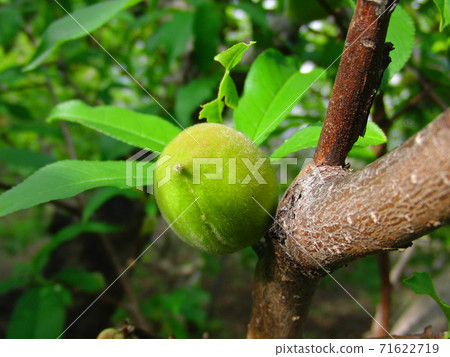 Almond fruit Almond fruit 71622719