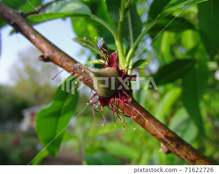 Almond fruit Almond fruit 71622726