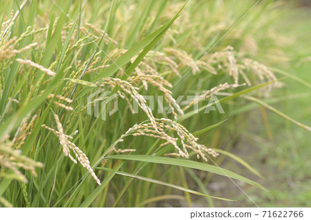 Autumn rice ears (the day before harvest) 71622766