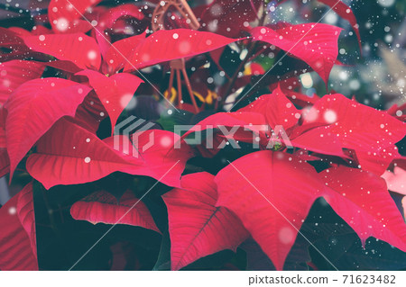Closeup of red poinsettia flowers 71623482