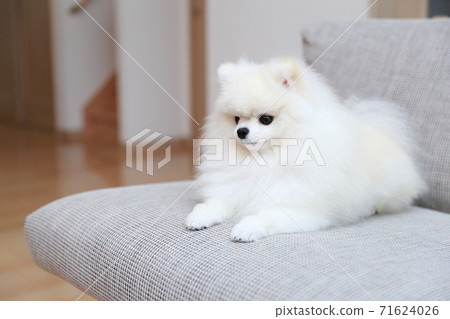男性博美犬坐在沙發上，放鬆 71624026
