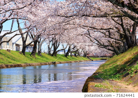 Cherry blossom trees in Gojo River 71624441