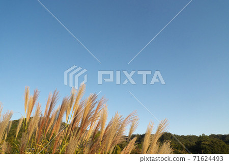 Japanese autumn pampas grass and blue sky with golden evening glow Japanese autumn pampas grass and blue sky with golden evening glow 71624493