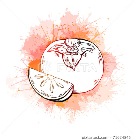 Contour sketch of a whole persimmon and a piece with juicy orange watercolor splash on a white background. Healthy natural food. Vector outline illustration 71624845