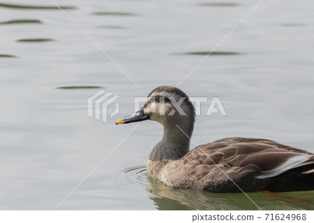 Spot-billed ducks swimming in a pond Autumn view Spot-billed ducks swimming in a pond Autumn view 71624968