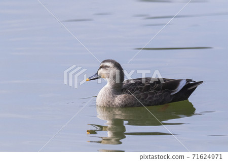 Spot-billed ducks swimming in a pond Autumn view Spot-billed ducks swimming in a pond Autumn view 71624971