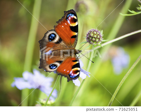 Peacock butterfly 71625051