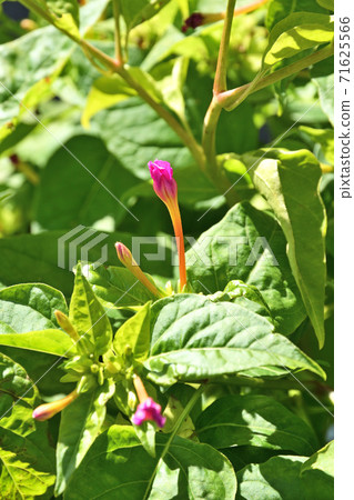 植物：Oshiroibana Oshiroibana家族 71625566