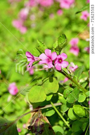 Plant: Potato scorpion Plant: Potato scorpion 71625583