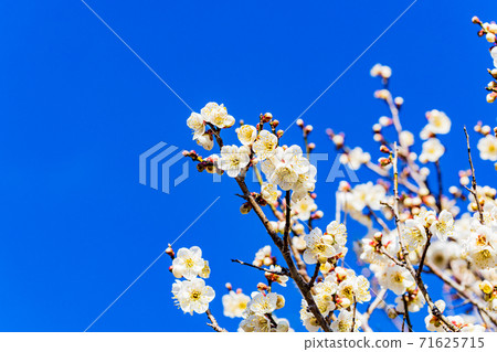 White flower flowers White flower flowers 71625715