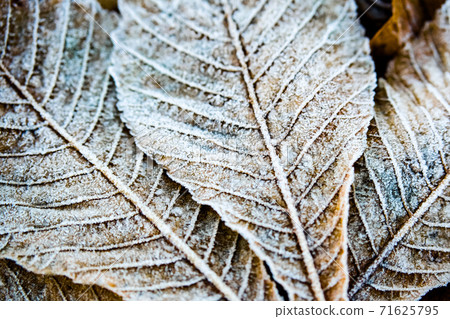 Texture of autumn leaves covered with frost and ice on a winter day 71625795