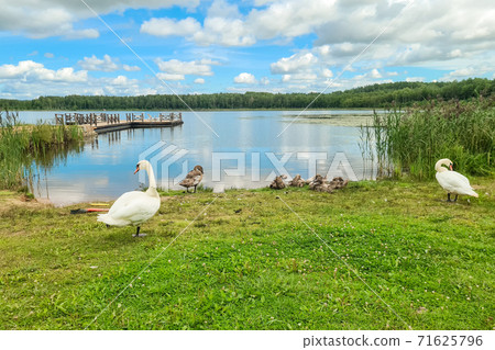 Beautiful lake with white swams 71625796