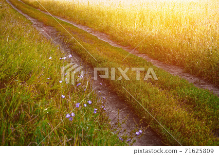 Field country road on a wheat or rye field goes into the distance. Colorful landscape on a warm summer day. Field country road on a wheat or rye field goes into the distance. Colorful landscape on a warm summer day. 71625809