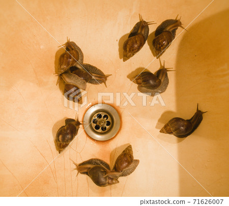 real buth tube sink with rust and lot of big snails, nobody farm concept 71626007