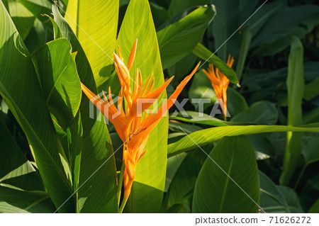 Beautiful heliconia or bird of paradise tropic flower 71626272