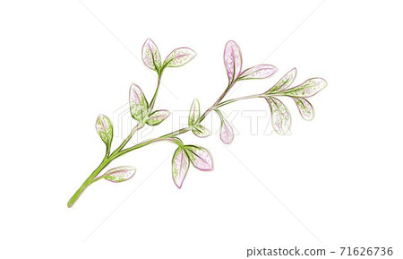 Illustration of Fresh Manila Tamarind on White Background Illustration of Fresh Manila Tamarind on White Background 71626736