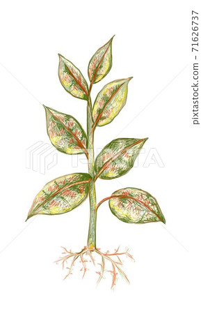 Illustration of Ficus Elastica or Rubber Plant Illustration of Ficus Elastica or Rubber Plant 71626737