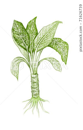 Illustration Fresh Aglaonema or Dieffenbachia Leaves 71626739