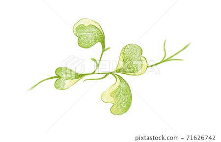 Illustration of Hoya Kerrii Craib Climbing Plants 71626742