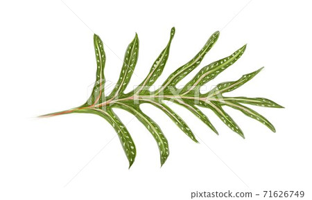 Illustration of Phymatosorus Scolopendria or Monarch Fern 71626749