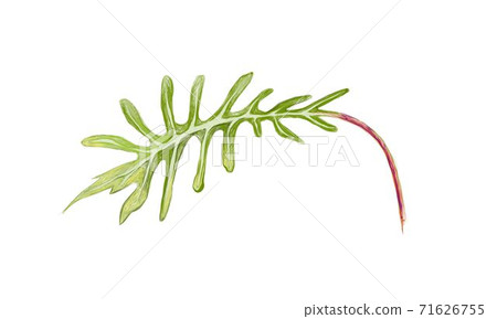 Illustration of Fresh Green Philodendron Xanadu Plants 71626755