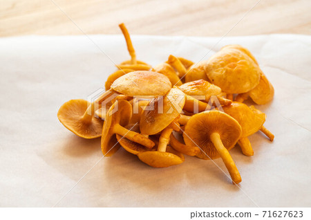 Loggame Neko 71627623