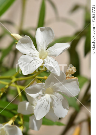 Common oleander 71627722