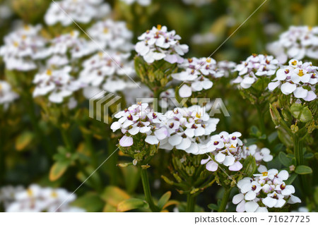 Evergreen candytuft Evergreen candytuft 71627725