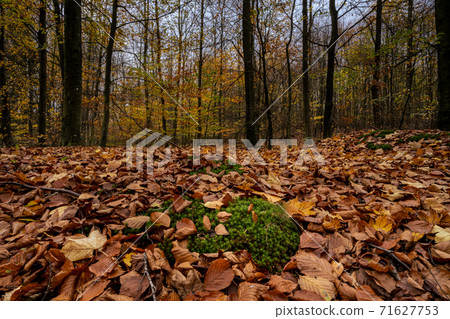 A European Beech forest in autumn colours. Picture from Scania, southern Sweden A European Beech forest in autumn colours. Picture from Scania, southern Sweden 71627753