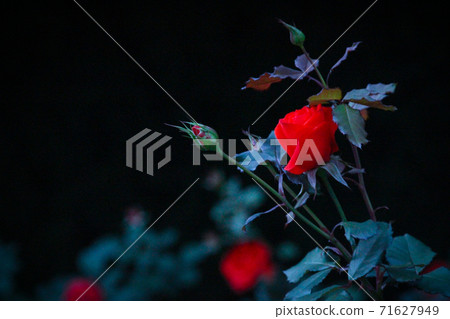 玫瑰和芽（黑色背景） 71627949