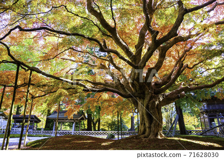 擁有美麗的秋葉的賴山千龍寺（福岡縣伊藤島市） 71628030