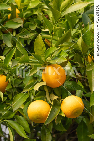 Oranges on a tree on a background of green leaves on a sunny day Oranges on a tree on a background of green leaves on a sunny day 71628156