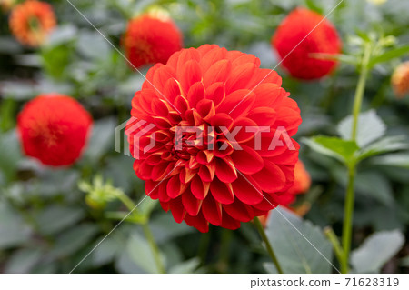 Beautifully blooming dahlia flower red balloon 71628319