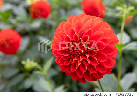 Beautifully blooming dahlia flower red balloon Beautifully blooming dahlia flower red balloon 71628326