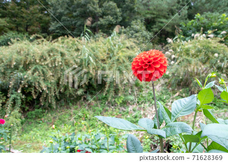 Beautifully blooming dahlia flowers Hama Kouta 71628369