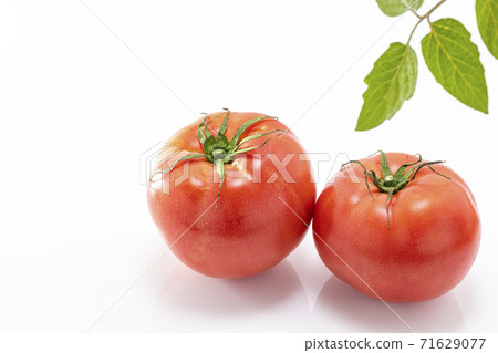 Large tomatoes ripe red with a white background Large tomatoes ripe red with a white background 71629077