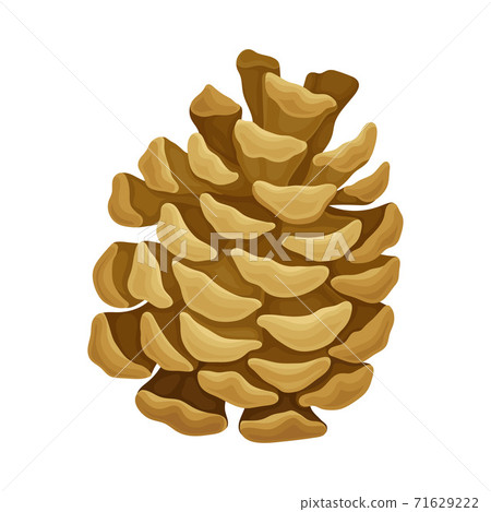 Brown Pine Cone with Spirally Arranged Scales Vector Illustration Brown Pine Cone with Spirally Arranged Scales Vector Illustration 71629222