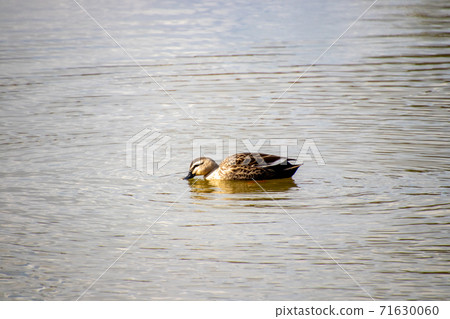 Cargamo swimming in the pond 71630060