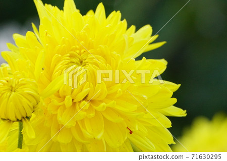 菊花 71630295