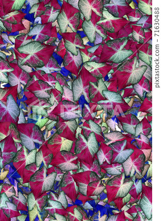 Pattern leaf of Caladium or Angel Wings or Heart of Jesus or elephant ear Pattern leaf of Caladium or Angel Wings or Heart of Jesus or elephant ear 71630488