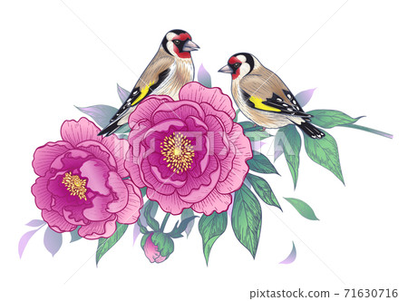 Hand Drawn Goldfinches Sitting on Pink Peony Branch Hand Drawn Goldfinches Sitting on Pink Peony Branch 71630716