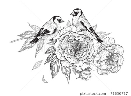 Hand Drawn Goldfinches Sitting on Peony Branch 71630717