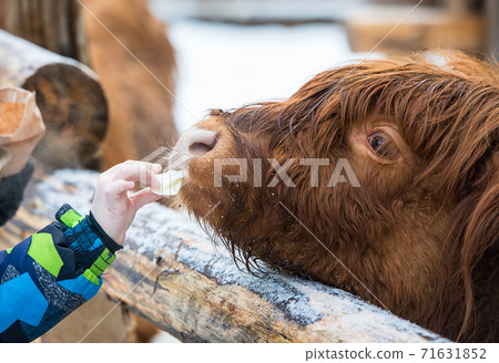 The Highland, a Scottish breed of rustic cattle 71631852
