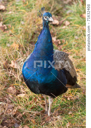 Indian peafowl is standing on a autumn meadow. 71632408