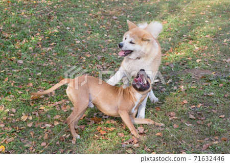American pit bull terrier puppy and akita inu. American pit bull terrier puppy and akita inu. 71632446