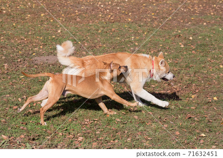 Akita inu puppy, american pit bull terrier puppy. Akita inu puppy, american pit bull terrier puppy. 71632451